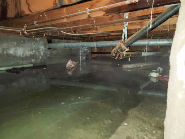 Best Water damage cleanup near me  in Westernport, MD